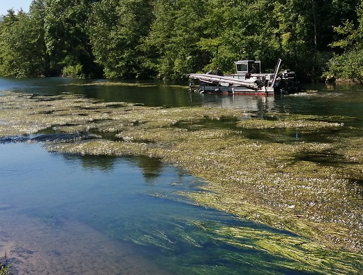 Première intervention de l'année sur les végétaux aquatiques indigènes