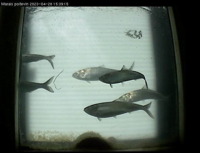 Syndicat Mixte pour le Développement de l'Aquaculture et de la Pêche en Pays de la Loire