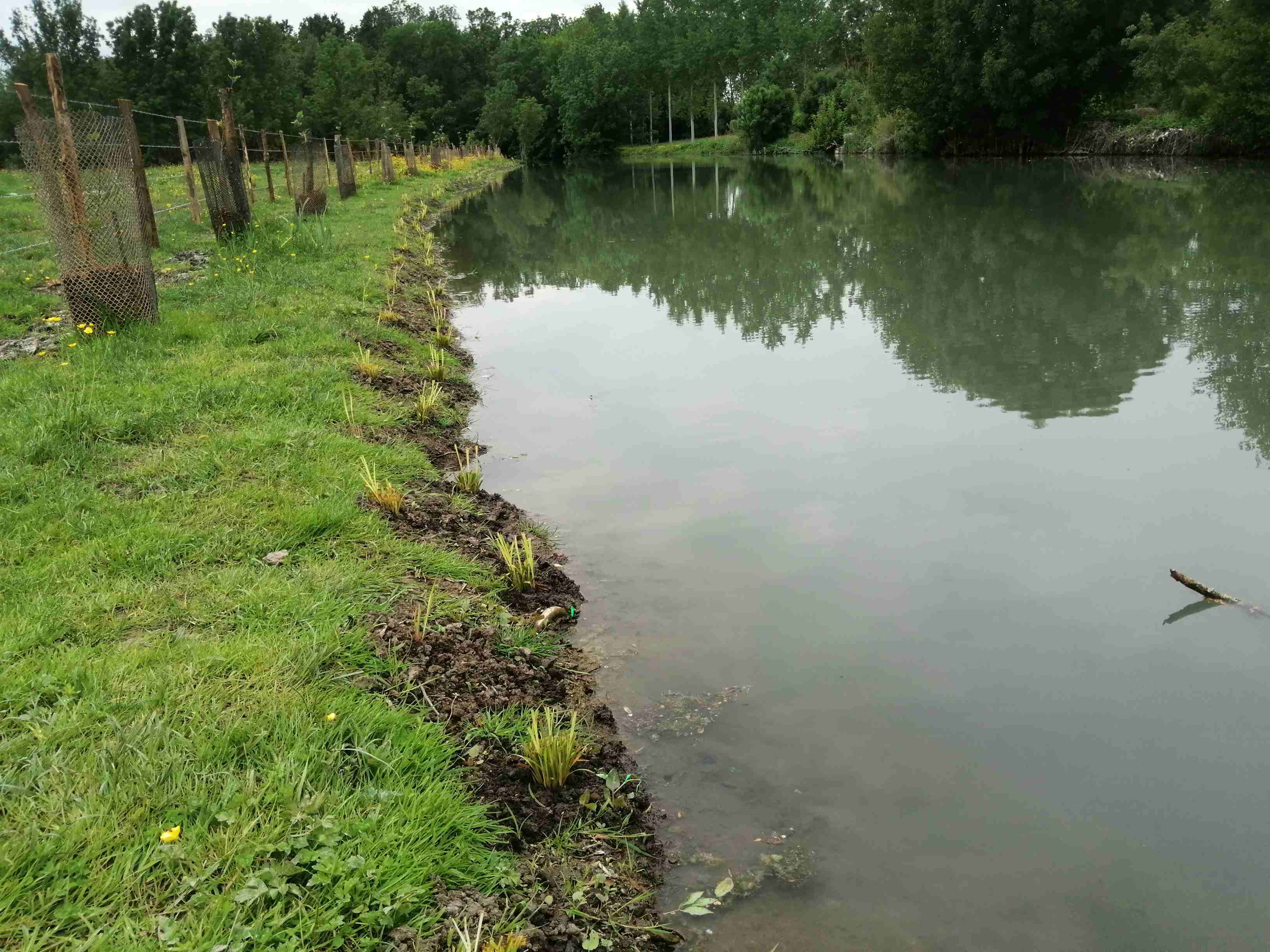 Plantations sur un tron&ccedil;on de la Rivi&egrave;re Vieille Autize