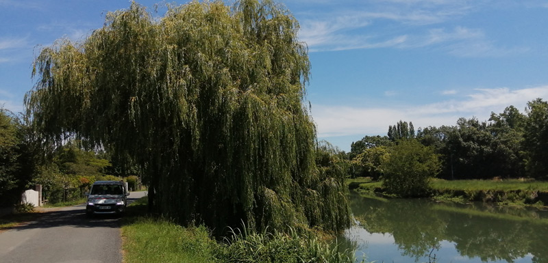 exemple de saule avant intervention