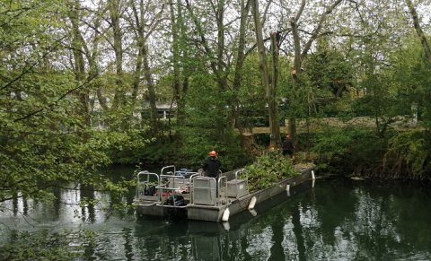 Abattage d'un platane sur l'île de la Belle Etoile à Niort