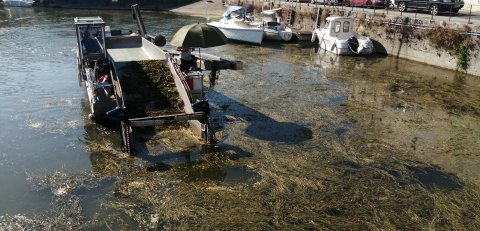 R&eacute;gulation d'une nouvelle plante invasive sur la S&egrave;vre niortaise