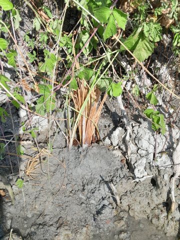 Renaturation des berges du canal de la Vieille Autise sur le bief de Saint-Arnault (85)