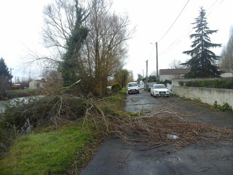 Arbre tombé sur la route à Marans le long de la Sèvre niortaise