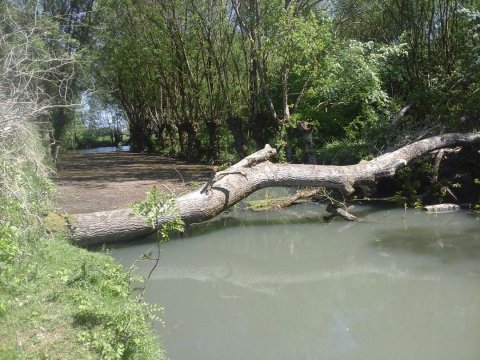 Arbre en travers de la Rivière Vieille Autize