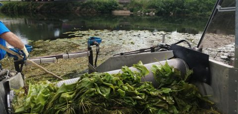 Interventions sur végétaux aquatiques indigènes