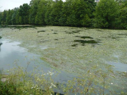 Sèvre niortaise colonisée par les renoncules aquatiques