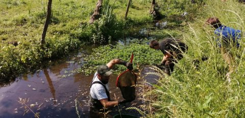 Travaux et sensibilisation sur les espèces exotiques envahissantes (EEE)