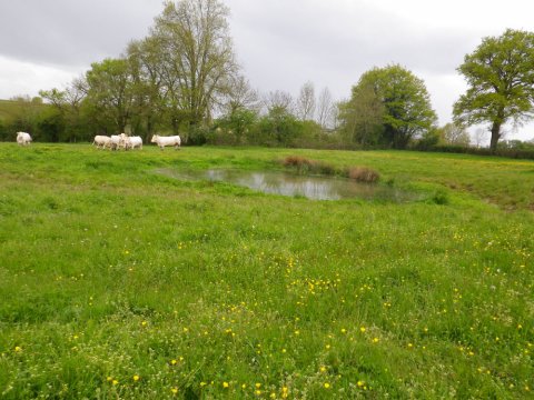 Mare d'abreuvement (Exireuil 79)