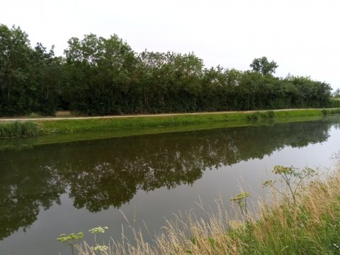 Berges 9 mois après travaux sur le canal du Mignon (La Ronde 17)