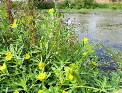 Matinées Citoyennes : les plantes invasives samedi 19 novembre